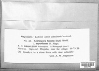 Image of Acarospora fuscata